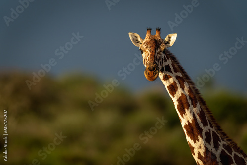 Close-up portrait of the head and neck of a reticulated giraffe (Giraffa reticulata) in warm light; Segera, Laikipia, Kenya photo