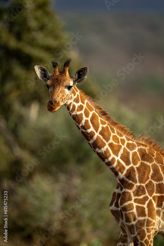 Close-up portrait of a reticulated giraffe (Giraffa reticulata) staring toward camera in warm light; Segera, Laikipia, Kenya