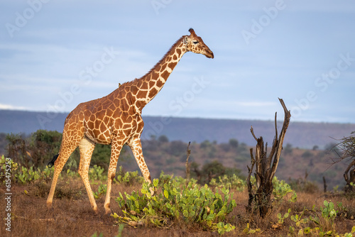 Reticulated giraffe (Giraffa reticulata) crossing the savannah against a blue sky with golden light; Segera, Laikipia, Kenya photo