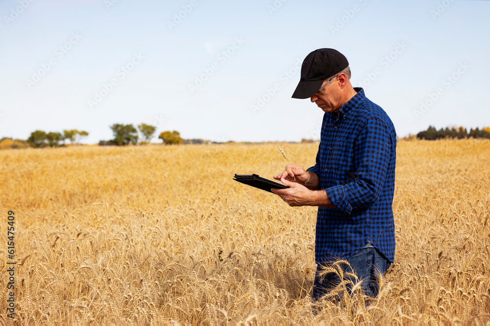 Farmer using a tablet to manage his harvest while standing in a fully ripened grain field and checking on the status of the wheat heads; Alcomdale, Alberta, Canada