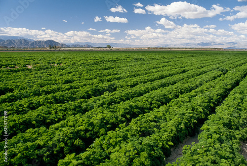 Field of alfalfa; San Joaquin Valley, California, United States of America