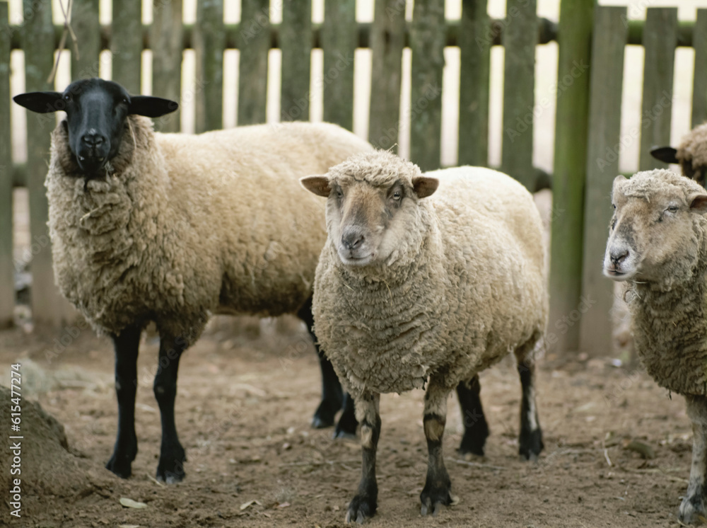 Domestic sheep in a pen; Middleton Place, South Carolina, United States of America Domestic sheep in a pen; Middleton Place, South Carolina, United States of America
