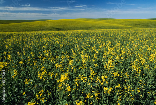 Sweeping view of mustard fields in Idaho, USA; Idaho, United States of America photo