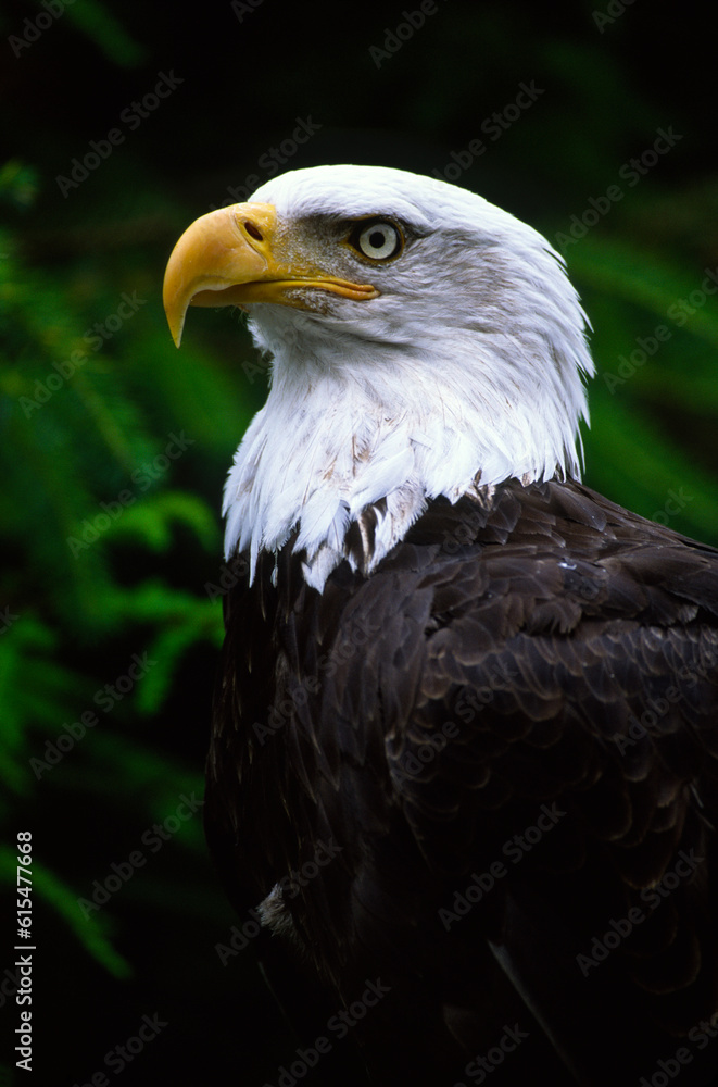 Profile portrait of a Bald eagle (Haliaeetus leucocephalus); Alaska, United States of America Profile portrait of a Bald eagle (Haliaeetus leucocephalus); Alaska, United States of America
