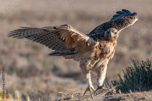 aigle de bonelli