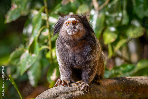 Black-pencilled marmoset (Callithrix penicillata)