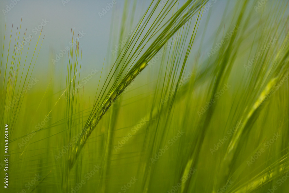 green barley field green barley field
