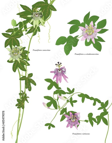 Passion flowers and leaves of Passiflora caerulea, Passiflora x alatocaerulea and Passiflora violacea