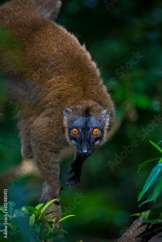 Portrait of a Lemur in a tree; M'Bouzi Island, Mayotte, Mozambique photo