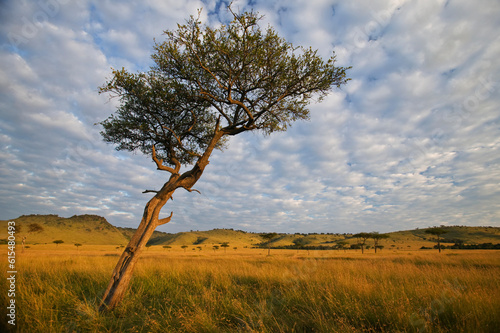 Lone tree stands near hills and grassland in Masai Mara National Reserve in Kenya; Kenya photo
