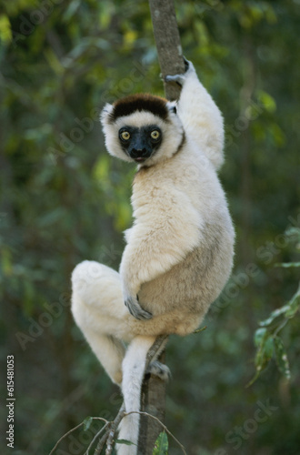 Verreaux's sifaka lemur (Propithecus verreauxi) clings one-handed to a tree vine; Madagascar Republic photo