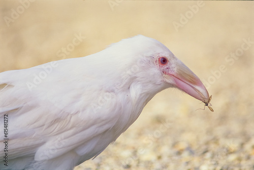 Portrait of an albino raven with an insect in its bill; Port Clements, Queen Charlotte Islands, British Columbia, Canada photo