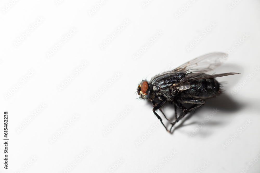 Fly (Musca domestica) on white background; Studio Fly (Musca domestica) on white background; Studio