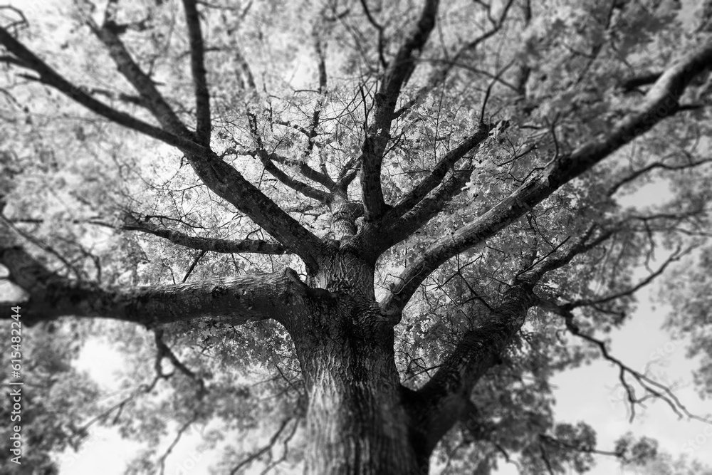 Old oak tree in black and white; Bear River, Nova Scotia, Canada Old oak tree in black and white; Bear River, Nova Scotia, Canada