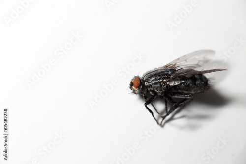 Fly (Musca domestica)  on white background; Studio photo