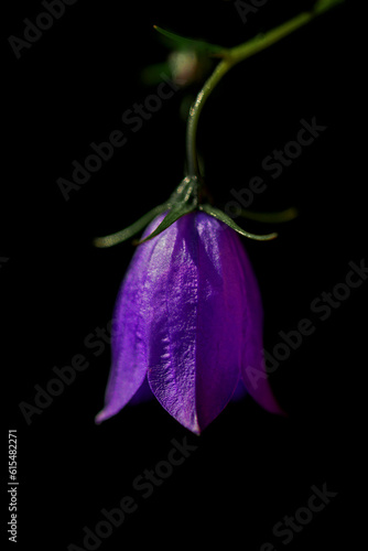 Purple Harebell blossom (Campanula rotundifolia); Digby, Nova Scotia, Canada