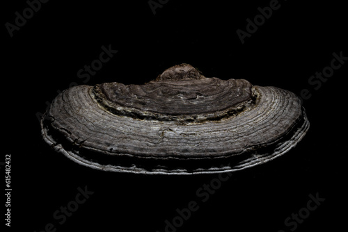 Medicinal Artist's Conk (Ganaderma applanatum) polypore fungi; Annapolis County, Nova Scotia, Canada