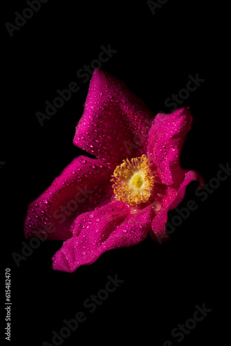 Wild Brier Rose (Rosa rubiginosa) with water droplets; Brier Island, Nova Scotia, Canada