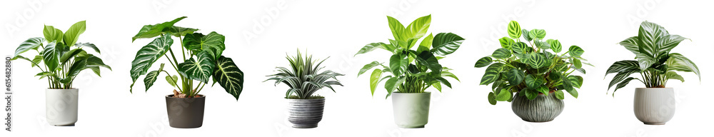 Collection of various houseplants displayed in ceramic pots with transparent background. Potted exotic house plants on white shelf against white wall. Home garden banner. - obrazy, fototapety, plakaty 