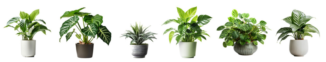 Collection of various houseplants displayed in ceramic pots with transparent background. Potted exotic house plants on white shelf against white wall. Home garden banner.