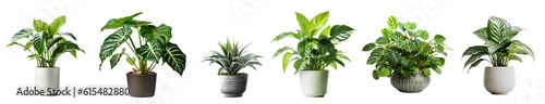 Fotografie, Obraz Collection of various houseplants displayed in ceramic pots with transparent background