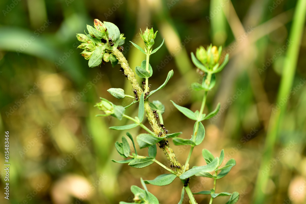 Aphids and ants on the plant stem. Aphids and ants on the plant stem.