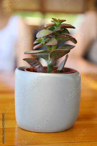Small beautiful succulent close up, on a white pot, situated on a wooden table as a decor