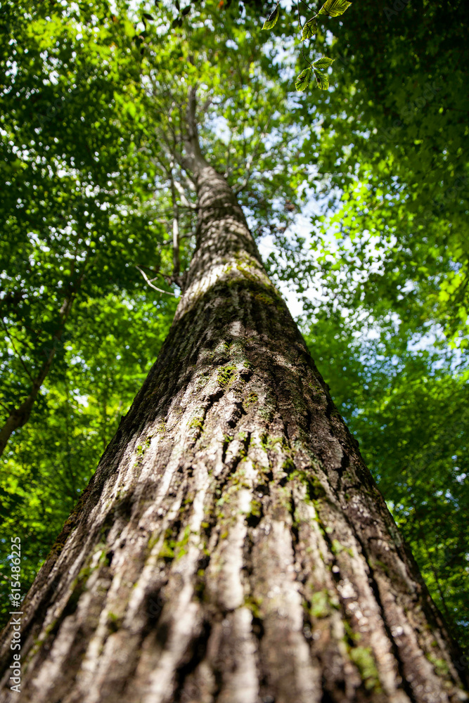 Fototapeta premium Looking up the trunks of trees in provincial parks in Ontario. Wonderful to see them framed against the sky.