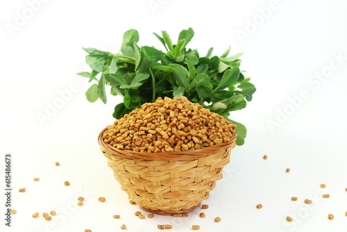 Fenugreek seeds in a basket with fresh fenugreek plant leaves in white background with copy space,selective focus
