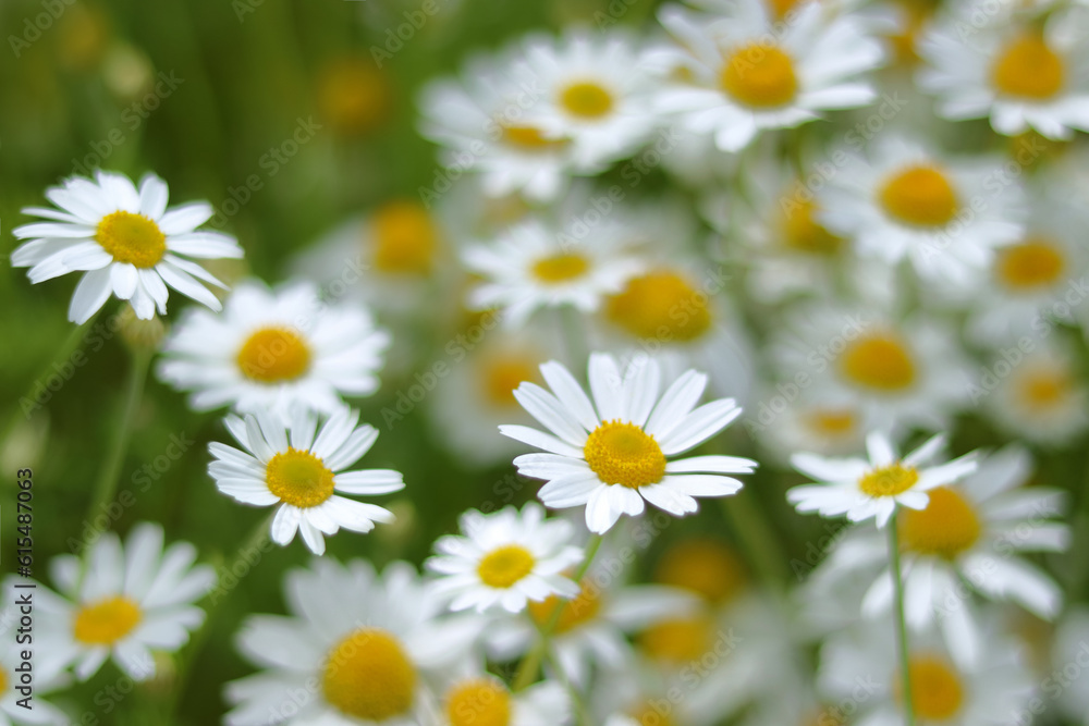 Blooming wild flower Matricaria Recutita. Flowering Chamomile.     Wild Chamomile in summer meadow. Chamomile field. Beautiful blooming medical chamomiles. Herbal medicine, aromatherapy concept. Daisy