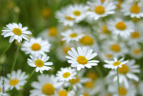 Blooming wild flower Matricaria Recutita. Flowering Chamomile.     Wild Chamomile in summer meadow. Chamomile field. Beautiful blooming medical chamomiles. Herbal medicine  aromatherapy concept. Daisy