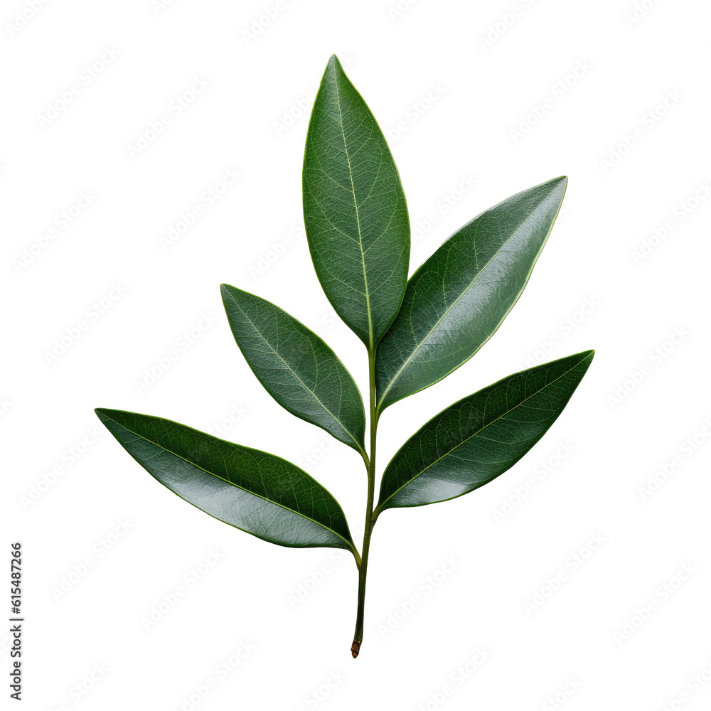 branch of a laurel plant, green leaves, isolated (Generative AI)