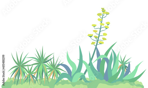 Blooming agave and yucca. Vector color isolated illustration