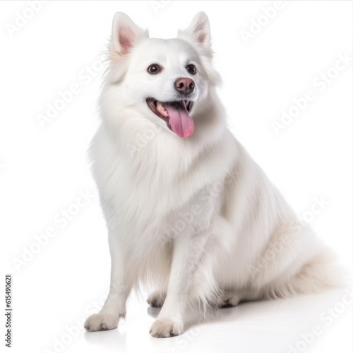 American Eskimo Dog dog isolated on white background. Generative AI