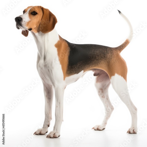 American Foxhound dog isolated on white background. Generative AI