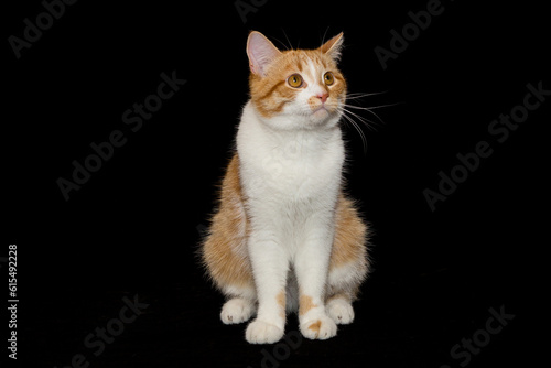 Portrait of a red and white cat on a black background