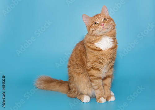 Portrait of a big red cat on a blue background