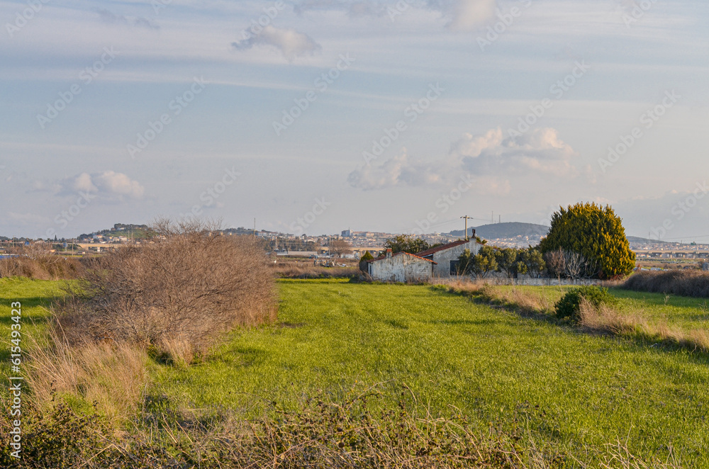 fresh green grass on farmlands in countryside (Alacati, Izmir province, Turkiye)	