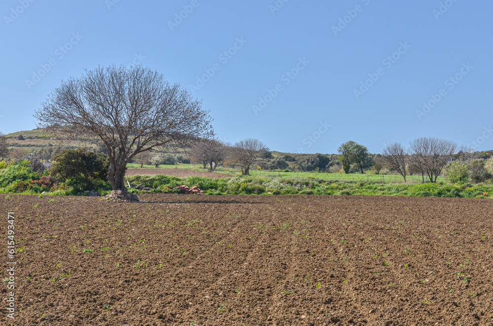 Obraz premium lone tree and plowed field during spring season in Ovacik (Cesme, Izmir province, Turkiye) 