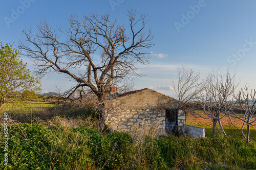 abandoned old stone country house and big tree surrounded by farmlands (Alacati, Izmir province, Turkiye)	
