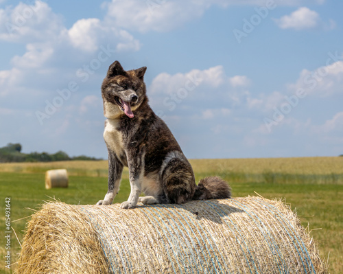 Φωτογραφία chien akita bringé, perché sur une balle de foin, ce chien japonais de toute bea