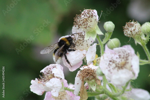 bee on a flower © Jono