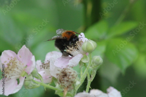 bee on a flower © Jono
