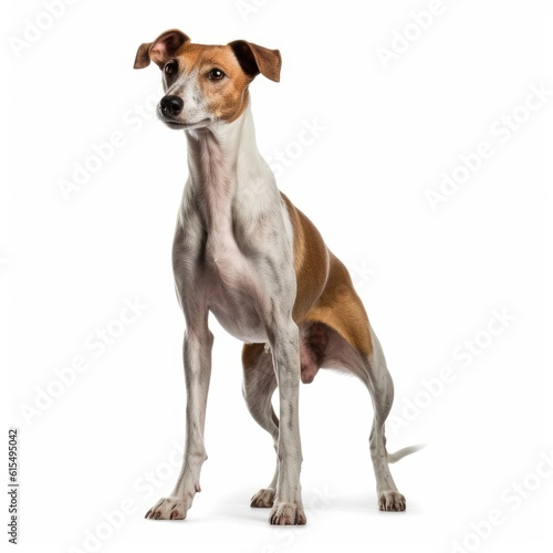 Dog on White Background generative AI