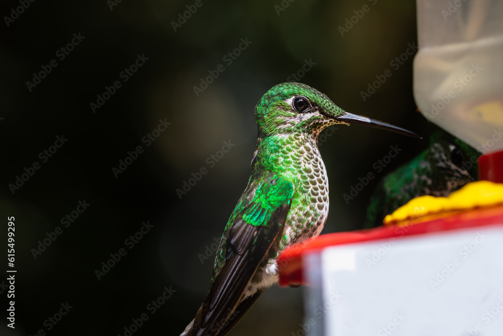 Fototapeta premium A bright green-crowned hummingbird perched on a watering hole in Monteverde, Costa Rica.