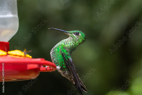 Close-up of a bright green-crowned hummingbird perched on a feeding trough in Monteverde, Costa Rica.