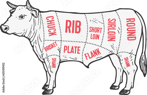 Illustration of animal parts of beef.