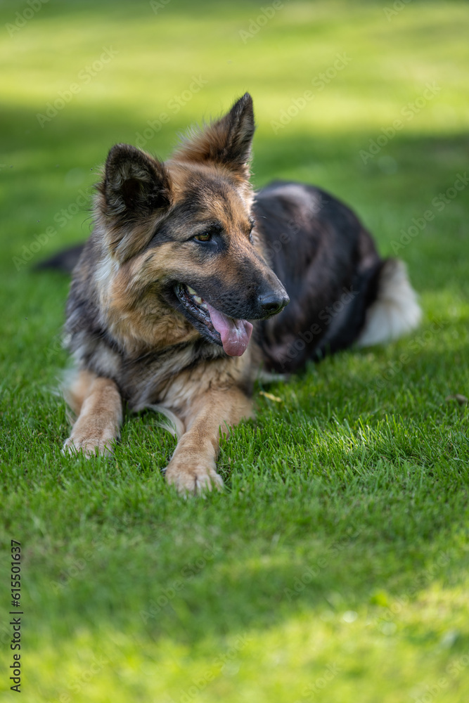 Lying German shepherd dog with longer fur. Lying German shepherd dog with longer fur.