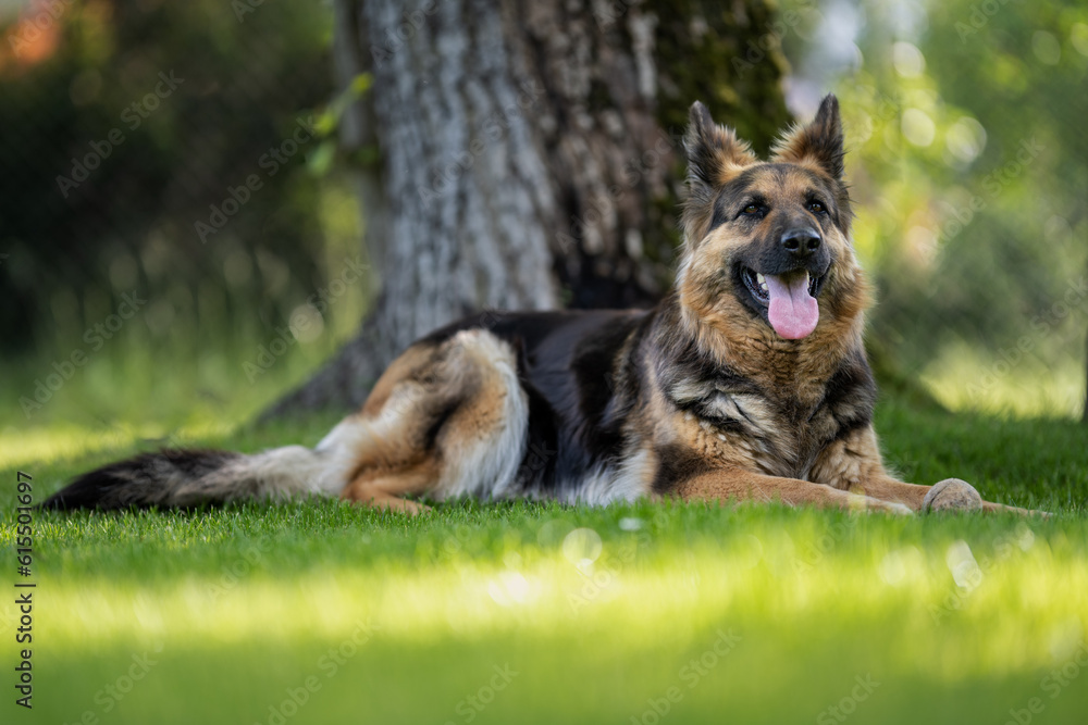 Lying German shepherd dog with longer fur. Lying German shepherd dog with longer fur.