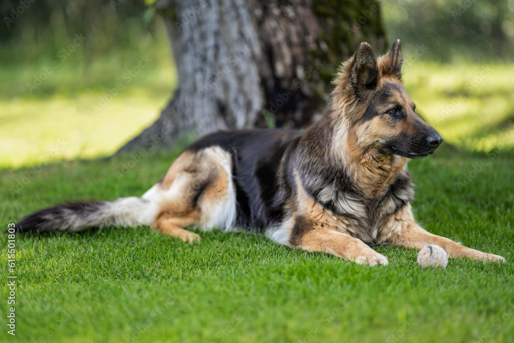 Lying German shepherd dog with longer fur. Lying German shepherd dog with longer fur.